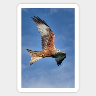 Red Kite Bird of Prey (Milvus Milvus) Sticker